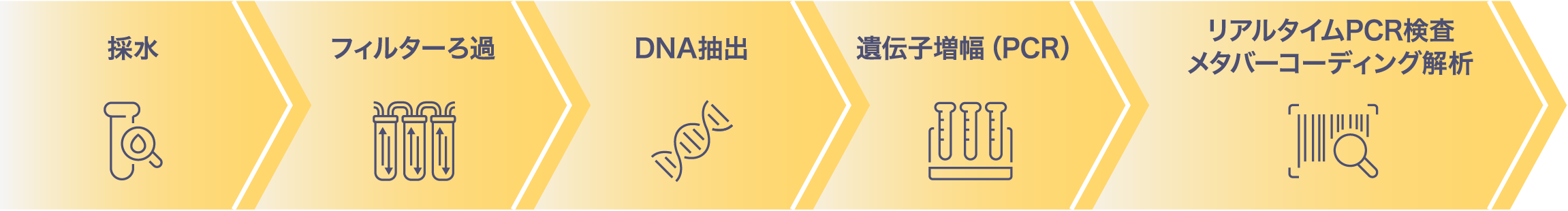 採水 フィルターろ過 DNA抽出 遺伝子増幅（PCR）リアルタイムPCR検査メタバーコーディング解析