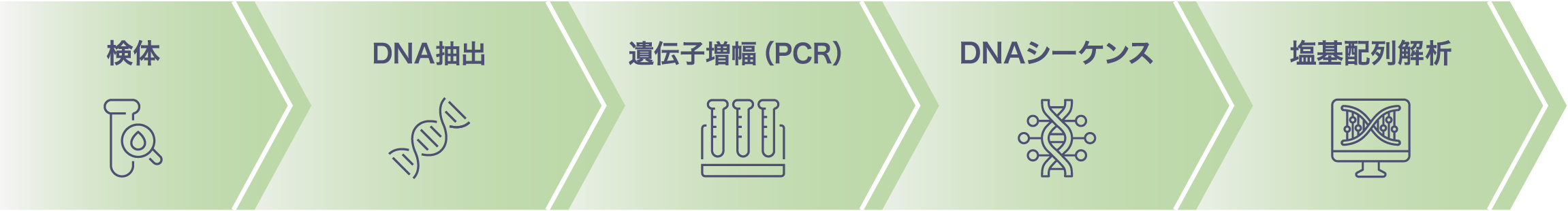 検体 DNA抽出 遺伝子増幅（PCR）DNAシーケンス 塩基配列解析