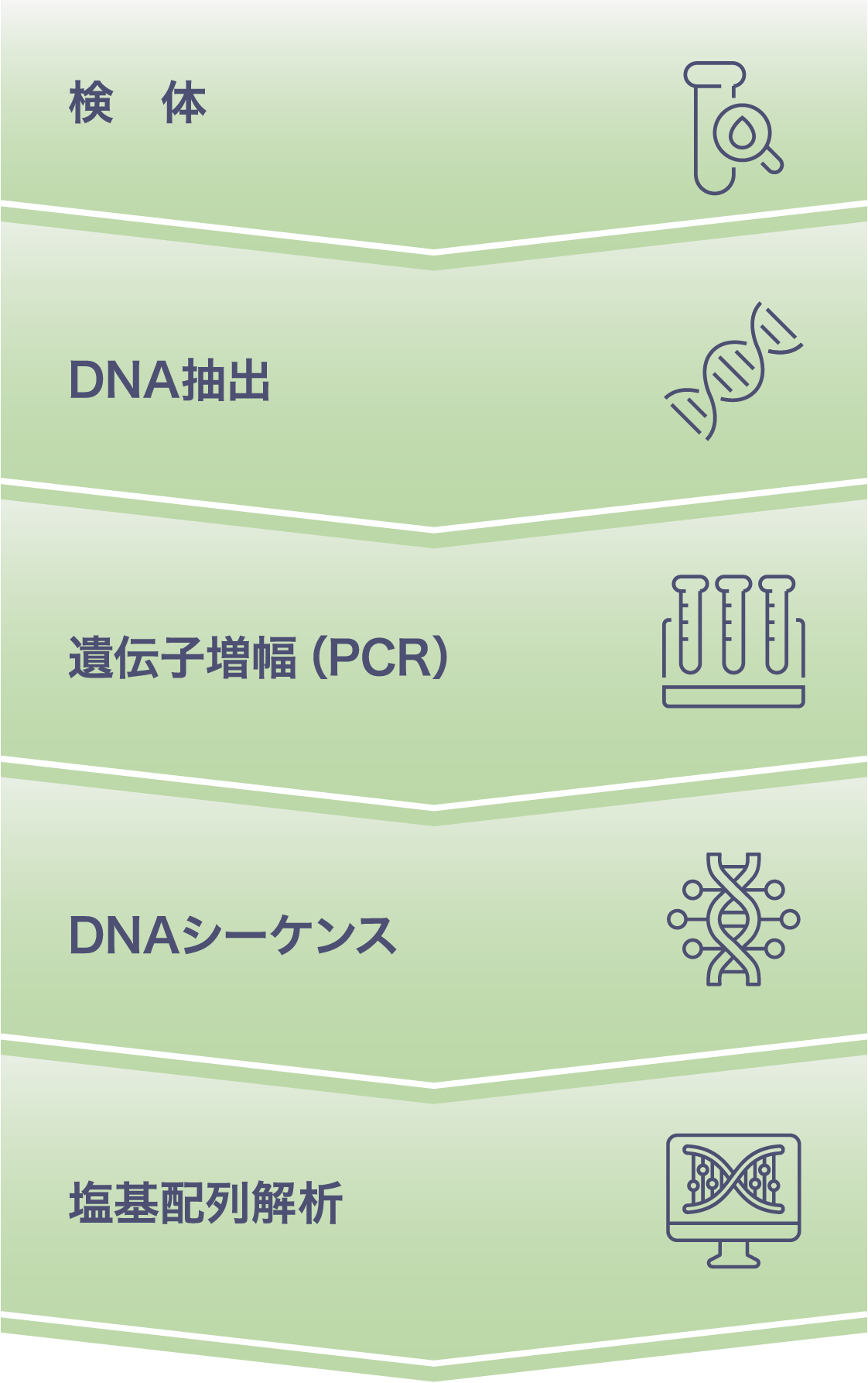検体 DNA抽出 遺伝子増幅（PCR）DNAシーケンス 塩基配列解析