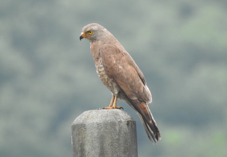 環境DNA解析の概要