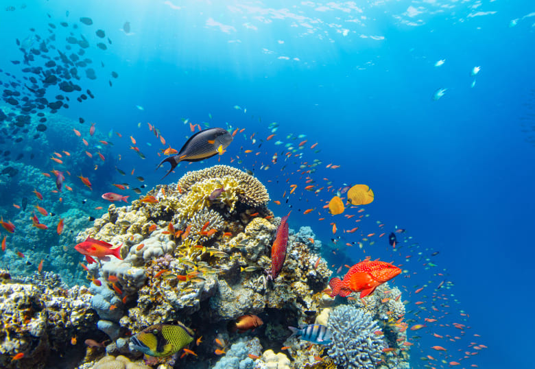 環境DNA解析の概要