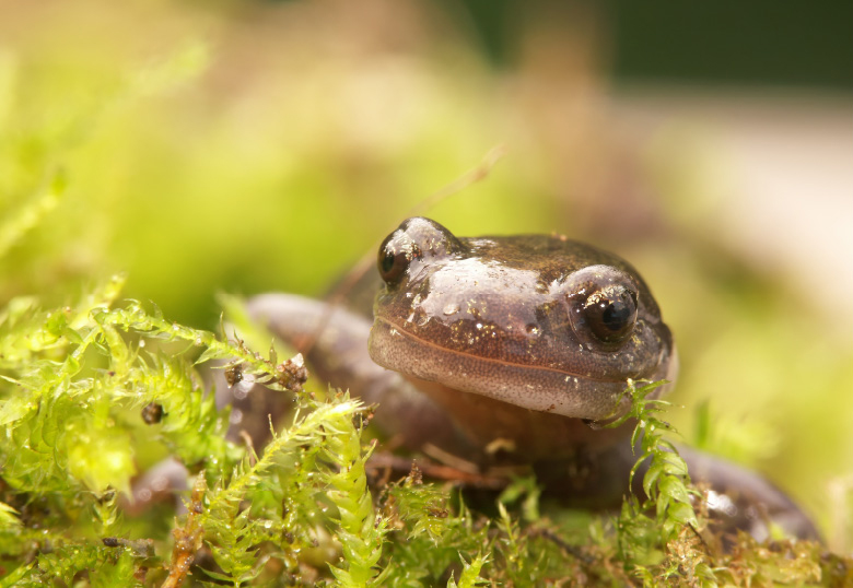 環境DNA解析の概要